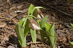 Pink lady's slipper <BR>Moccasin flower